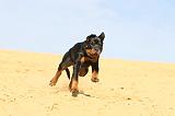 ROTTWEILER 088